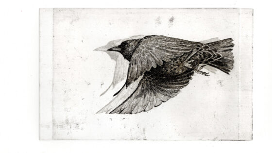 Spreeuw compositie